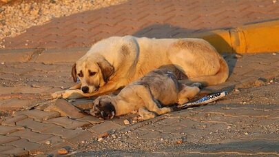 Hayvan öldürene hapis cezası geliyor