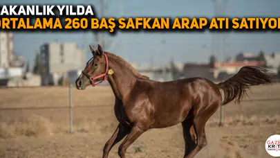 CHP'li Gürer: Bakanlık yılda ortalama 260 baş safkan Arap atı satıyor