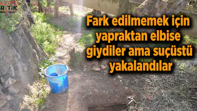 Fark edilmemek için yapraktan elbise giydiler ama suçüstü yakalandılar