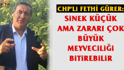Gürer: Sinek küçük ama zararı çok büyük meyveciliği bitirebilir