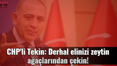 CHP'li Tekin: Derhal elinizi zeytin ağaçlarından çekin!