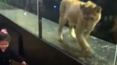 Nargile kafe hayvanat bahçesi çıktı!