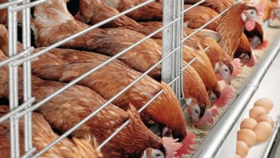 Tavuklara kendi organlarını yem yapıp yediriyorlar!