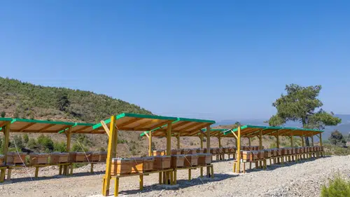 Yenişehir, Türkiye'de bir ilke imza atarak ekolojik tarım ve arı merası kurdu