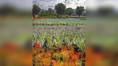 İzmir’in Yeşil Dokusu, Fidanlıklarda Yetiştirilen Bitkilerle Güçleniyor
