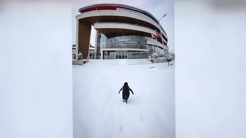 Saadet Partisi’nin “Penguenli” Paylaşımı Siyasette ve Sosyal Medyada Gündem Oldu