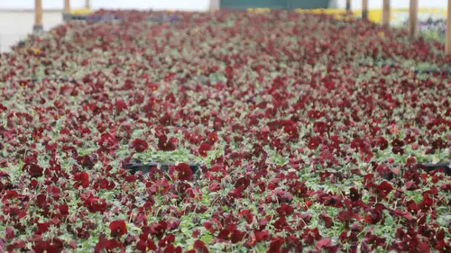 Çankaya'da yazlık çiçekler tohumdan yetiştirilecek, su tasarrufuna dikkat!