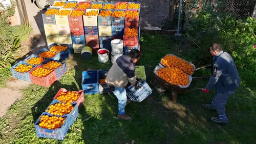 Bodrum Belediyesi'nden Mandalina Üreticilerine Destek ve Türkiye'ye Sevkiyat Müjdesi