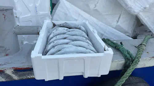 Karadeniz'de Palamut 35 TL'ye Düştü! Balıktan Pahalı Strafor Kasa Şaşırttı: Tanesi 100 TL