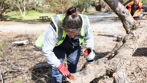 Bodrum'da fırtına sonrası devrilen ağaçlar yeniden dikiliyor