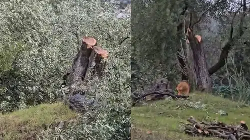 Tarım ve Orman Bakanı İbrahim Yumaklı: Zeytin ağaçlarının kesilmesi CHP’ye mi serbest?