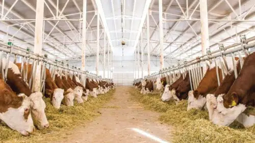 CHP'li Gürer: “3 yılda 112 bin hayvancılık işletmesi kapandı”