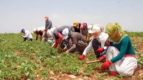 Rahmi Aşkın Türeli’den mevsimlik tarım işçileri çağrısı: Kayıt dışılık sona ermeli