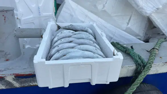 Karadeniz'de Palamut 35 TL'ye Düştü! Balıktan Pahalı Strafor Kasa Şaşırttı: Tanesi 100 TL