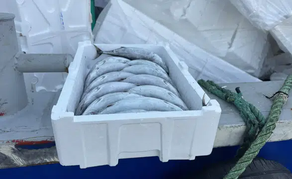 Karadeniz'de Palamut 35 TL'ye Düştü! Balıktan Pahalı Strafor Kasa Şaşırttı: Tanesi 100 TL