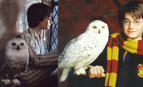 Harry Potter Geri Dönüyor! Hogwarts'a Dönüş İçin Geri Sayım Başladı
