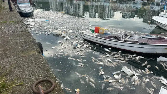 3 Tanesi 100 Liradan Satılıyor! Palamut Bolluğu Limanı Balık Mezarlığına Çevirdi