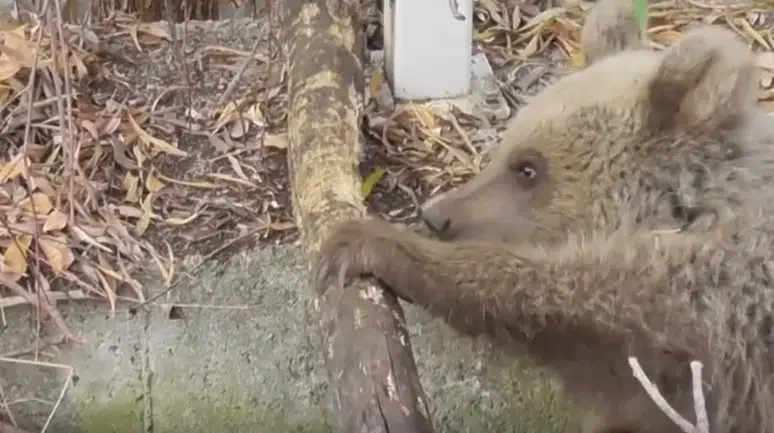 Tunceli'de vurulan yavru boz ayı için balistik inceleme başlatıldı