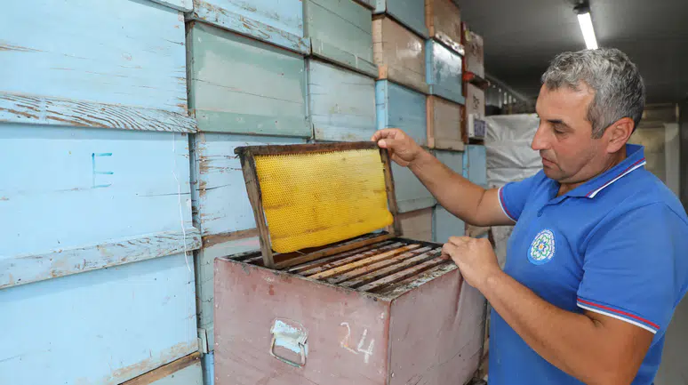 Muğla'da Arıcılar İçin "Temiz Petek" Projesi, 236 Bin Petek Şoklayarak Üretimi Destekliyor