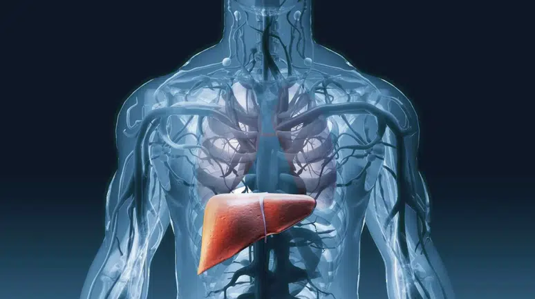 Karaciğer Sağlığını Korumak İçin Ne Yapmalıyız? Karaciğer Hastalıkları Nelerdir? Karaciğer Anatomisi