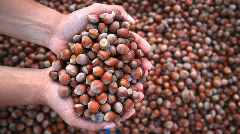 Fındıkta Çifte Darbe: Don Vurdu, Kokarca Bitirdi