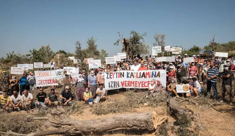 CHP'li Mahmut Tanal: Zeytin Dalı Kesilmesi Geleceği Yok Eder