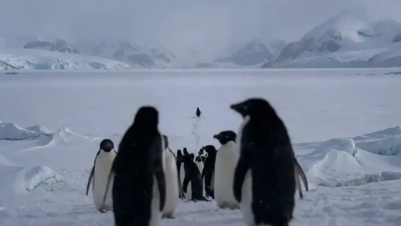 Nihilist Penguin Wallpaper akımı büyüyor: Yalnız penguen duvar kâğıtları neden bu kadar paylaşılıyor? 4