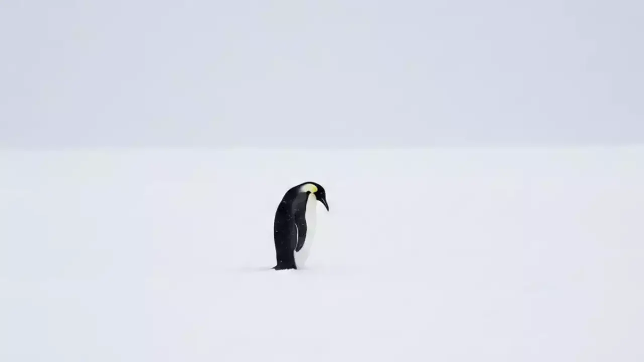 Nihilist Penguin Wallpaper akımı büyüyor: Yalnız penguen duvar kâğıtları neden bu kadar paylaşılıyor? 3