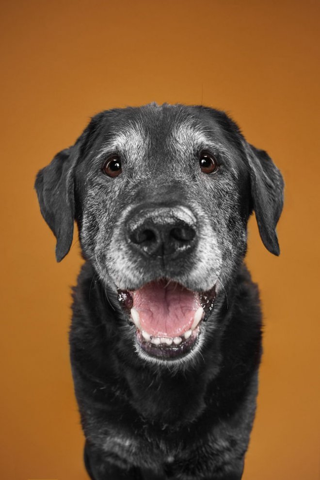 Bakışlarıyla duygularını ifade eden sevimli köpekler 6