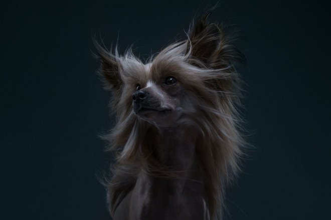 Bakışlarıyla duygularını ifade eden sevimli köpekler 14