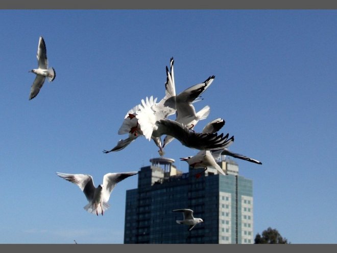 Martıların Ekmek Savaşı Kartpostallık Görüntüler Oluşturdu 3