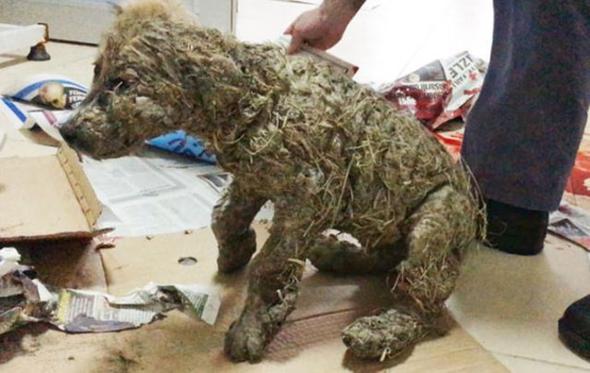 Çocuklar ölüme terk etmişti! Son hali inanılmaz 13