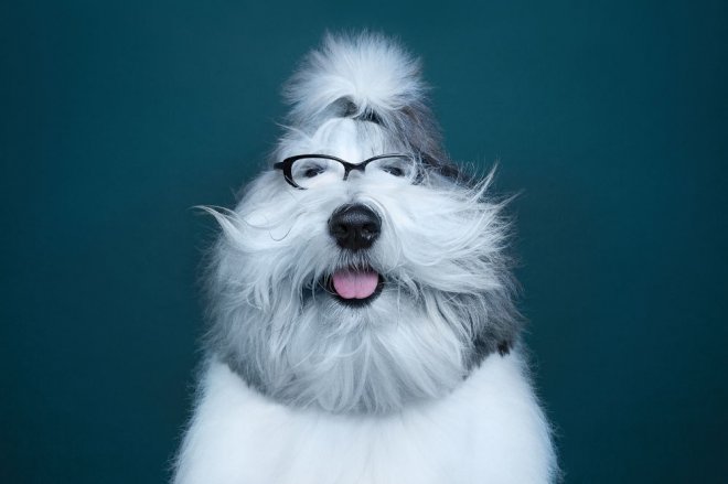 Bakışlarıyla duygularını ifade eden sevimli köpekler 4