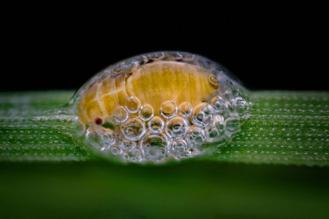 2018 Nikon Fotoğraf Yarışması'nın kazananları 9