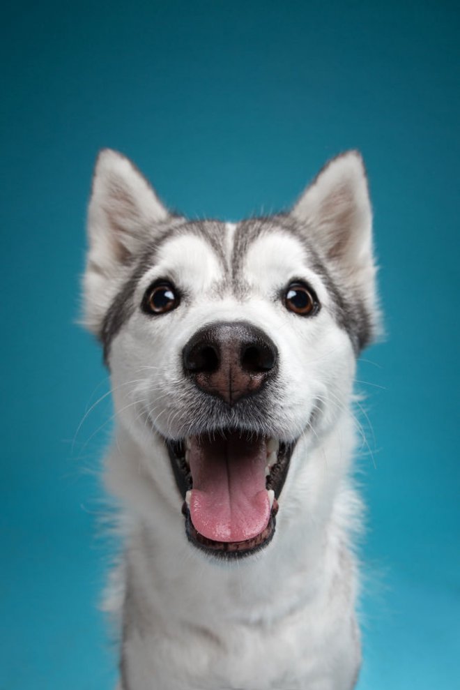 Bakışlarıyla duygularını ifade eden sevimli köpekler 1