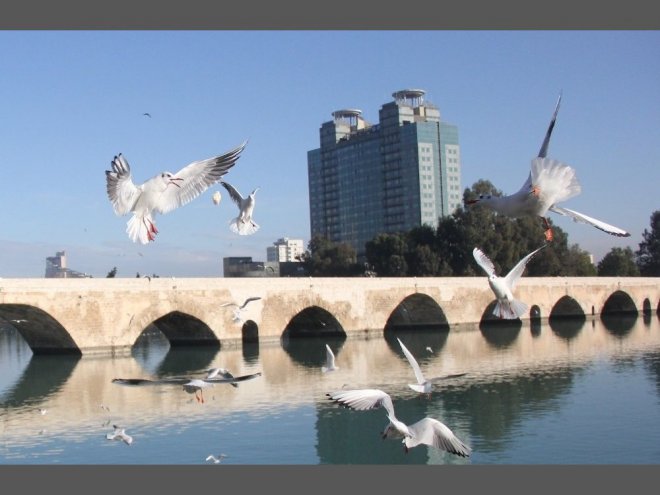 Martıların Ekmek Savaşı Kartpostallık Görüntüler Oluşturdu 7