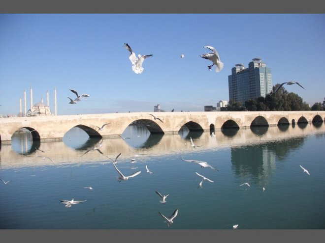 Martıların Ekmek Savaşı Kartpostallık Görüntüler Oluşturdu 8