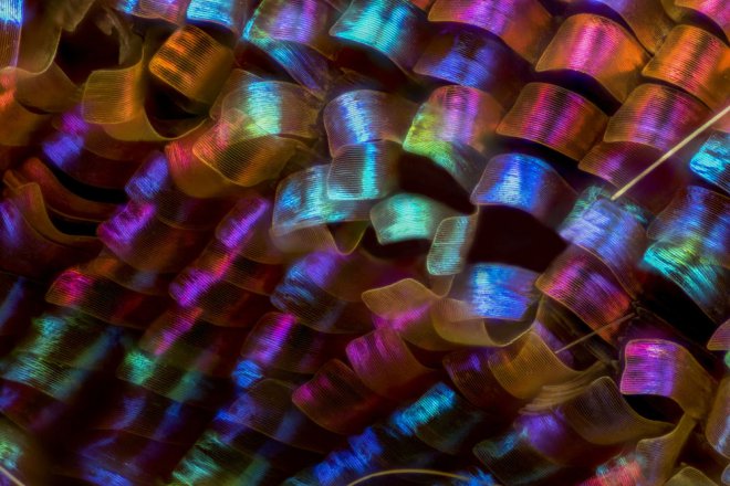 2018 Nikon Fotoğraf Yarışması'nın kazananları 8