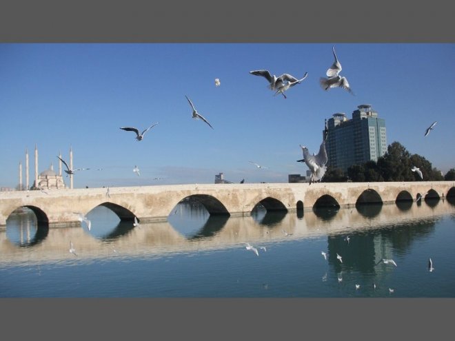 Martıların Ekmek Savaşı Kartpostallık Görüntüler Oluşturdu 9