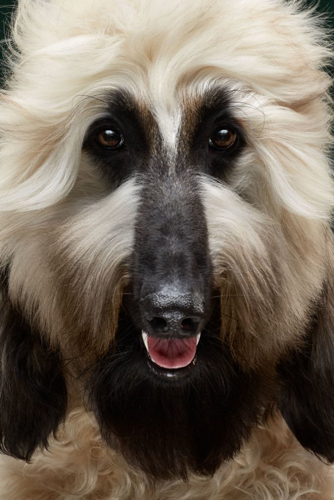 Bakışlarıyla duygularını ifade eden sevimli köpekler 5