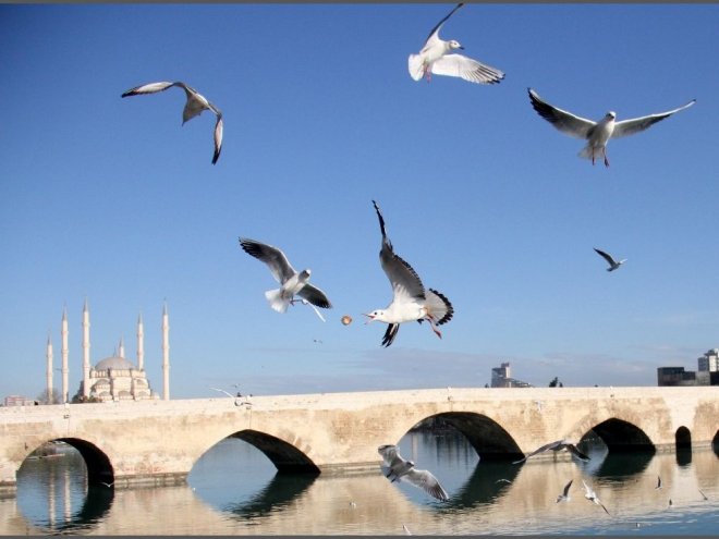 Martıların Ekmek Savaşı Kartpostallık Görüntüler Oluşturdu 2