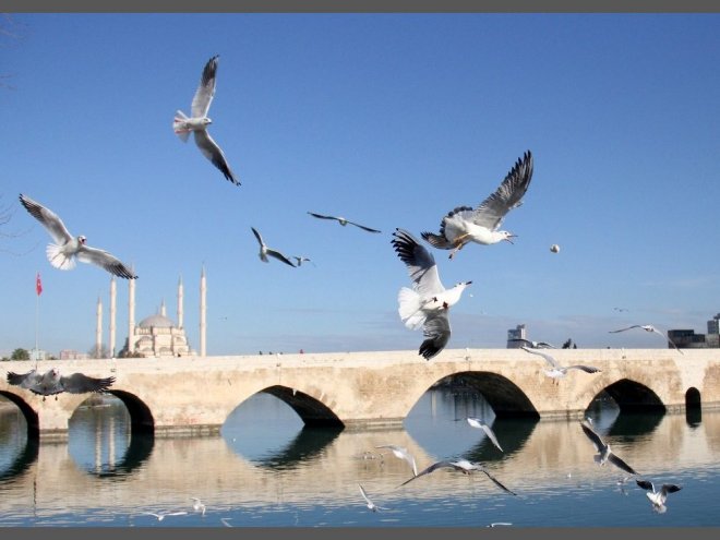 Martıların Ekmek Savaşı Kartpostallık Görüntüler Oluşturdu 5