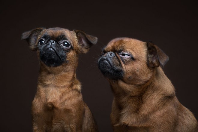 Bakışlarıyla duygularını ifade eden sevimli köpekler 8