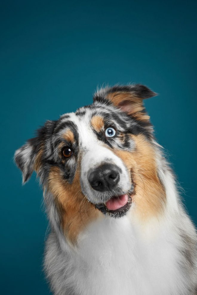 Bakışlarıyla duygularını ifade eden sevimli köpekler 7