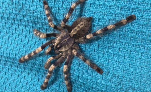 İnternetten tarantula satışı